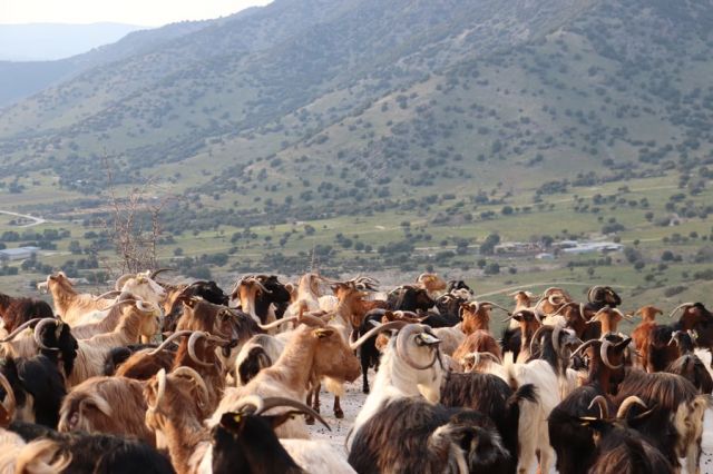Αποζημιώσεις  1,170 εκατ. ευρώ σε δικαιούχους κτηνοτρόφους της  Θεσσαλίας  