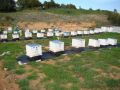 Έως 20 Οκτωβρίου οι αιτήσεις-δηλώσεις των μελισσοκόμων για κατεχόμενες κυψέλες