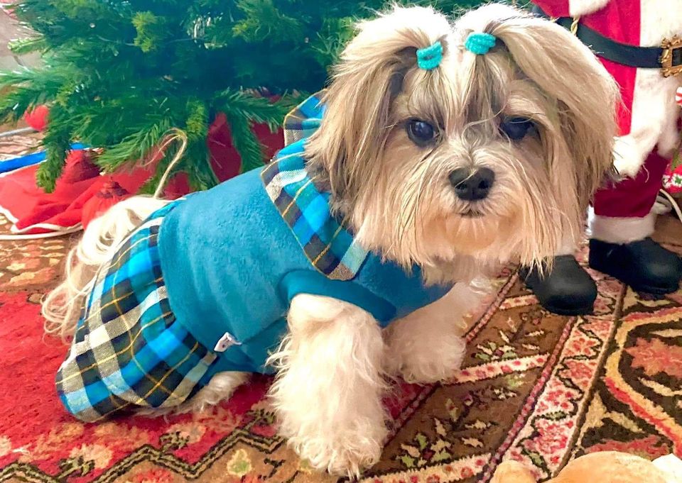 Bonnie & Meili Pet Fashion:  Η μοντέρνα μόδα για τα σκυλάκια μας ήλθε... και ξεχωρίζει  !