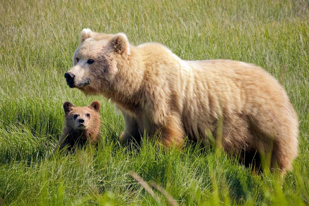 photo: Brown Bears - Bears (U.S. National Park Service) 