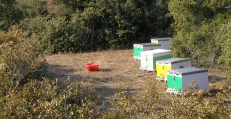 Καταστροφή για τους ντόπιους μελισσοκόμους - 50.000 κυψέλες κατέστρεψε ο “Daniel”