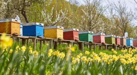 Ενημέρωση μελισσοκόμων για τη χορήγηση οικονομικής ενίσχυσης
