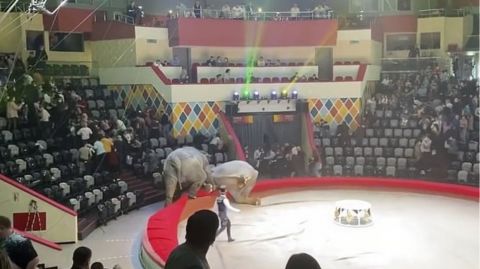 Τρόμος σε τσίρκο: Ελέφαντες «τρελάθηκαν» ξαφνικά και άρχισαν να μονομαχούν